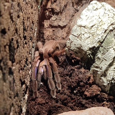 Chilobrachys sp electric blue - De Zonnegloed - Dierenpark - Dieren opvangcentrum - Sanctuary